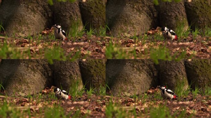 一只雄性大斑啄木鸟(大斑啄木鸟)在寻找食物