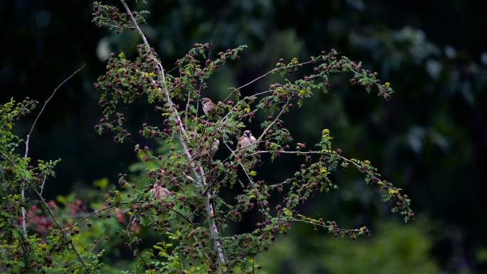清新养眼的盛夏-浓荫绿草-成群聚集的麻雀