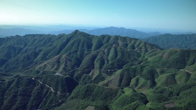 绿油油的大山山脉茶园基地茶山大山航拍