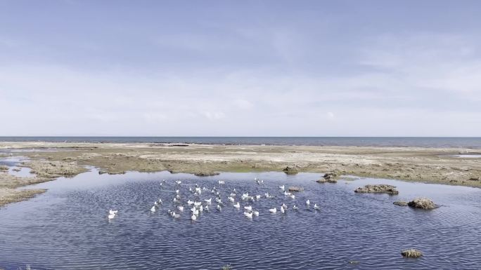 青海湖仙女湾飞鸟