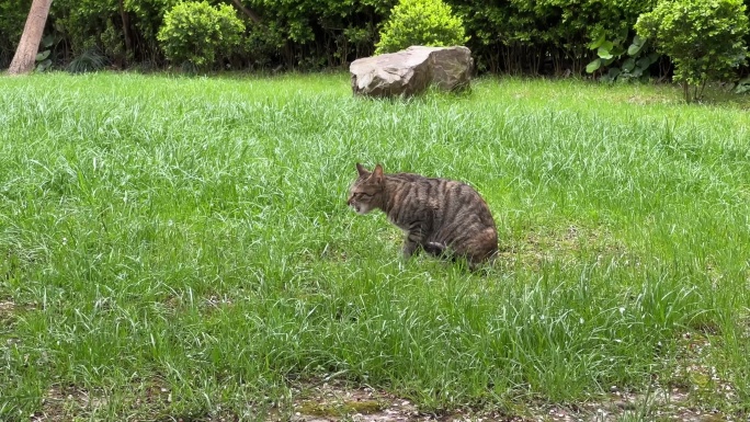 4K原创 草坪上的花猫