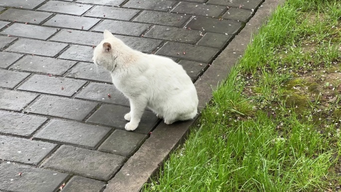 4K原创 白色的流浪猫回头