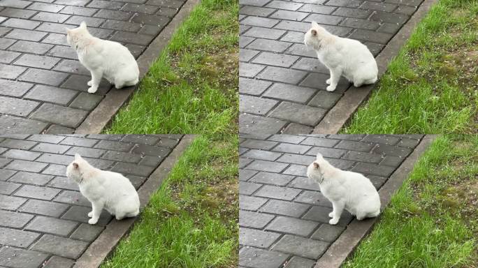 4K原创 白色的流浪猫回头