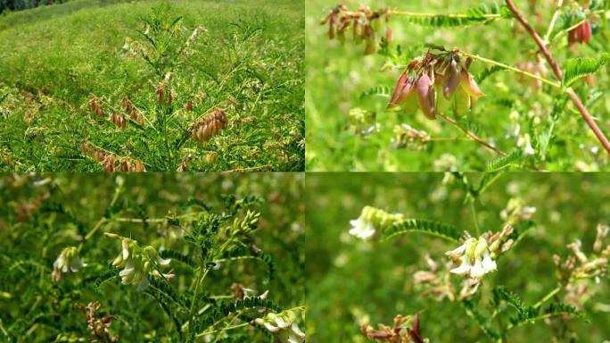 黄芪 恒山 航拍 黄芪花开 野生黄芪