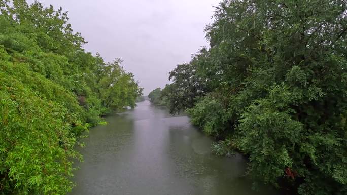 雨中西溪湿地