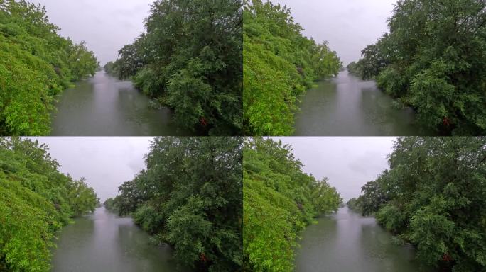 雨中西溪湿地