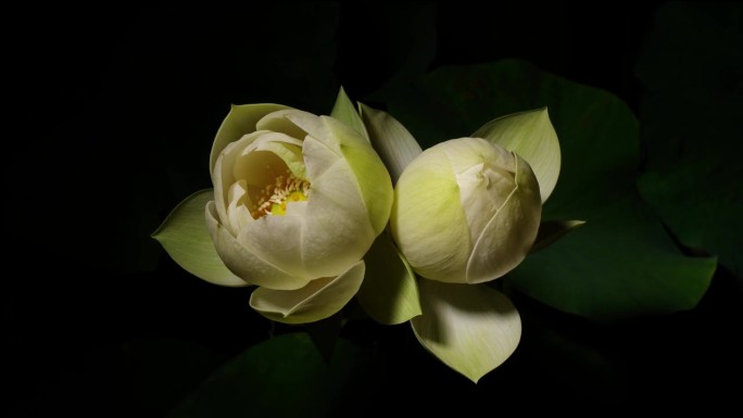 两朵盛开的白莲花从花蕾到盛开的4K延时镜头，近距离俯视图。