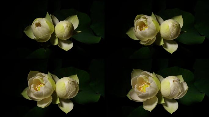 两朵盛开的白莲花从花蕾到盛开的4K延时镜头，近距离俯视图。