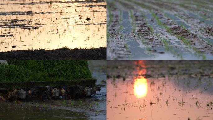 夕阳下 水稻种植