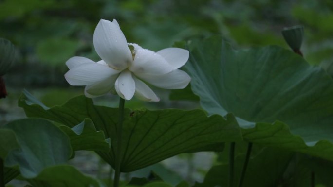 下雨天的荷花池塘 雨水落在水里