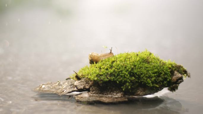 湖面 小溪 苔藓 蜗牛3