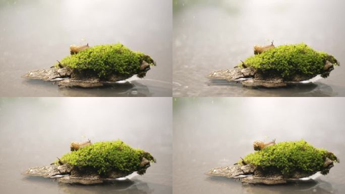 湖面 小溪 苔藓 蜗牛3
