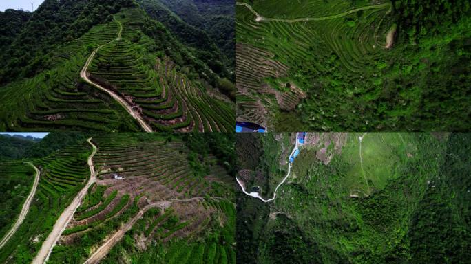 千亩茶山 乡村振兴 山脉  绿色发展