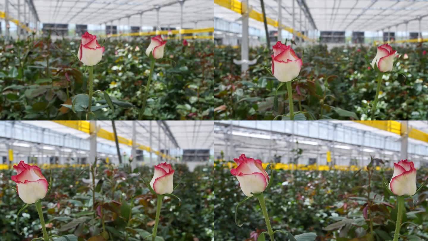 半开的玫瑰花蕾，花瓣上有粉红色的边框，一个生长在温室里的高茎品种。在温室里种植不同品种的玫瑰，批发销