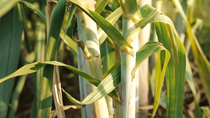 田园甘蔗生长种植
