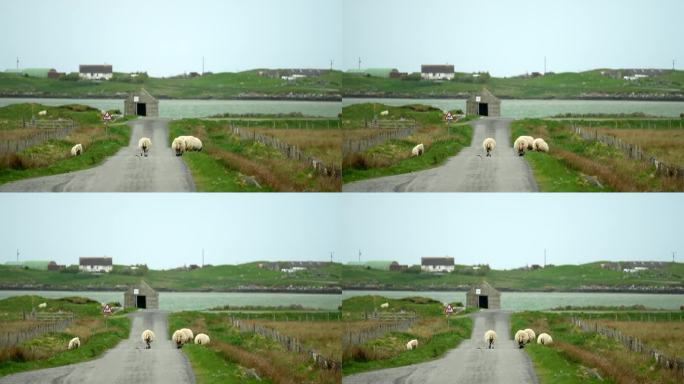 走在路上的羊放养放牧国外草地