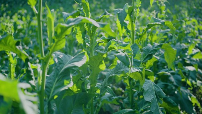 烟叶烟草植物农作物