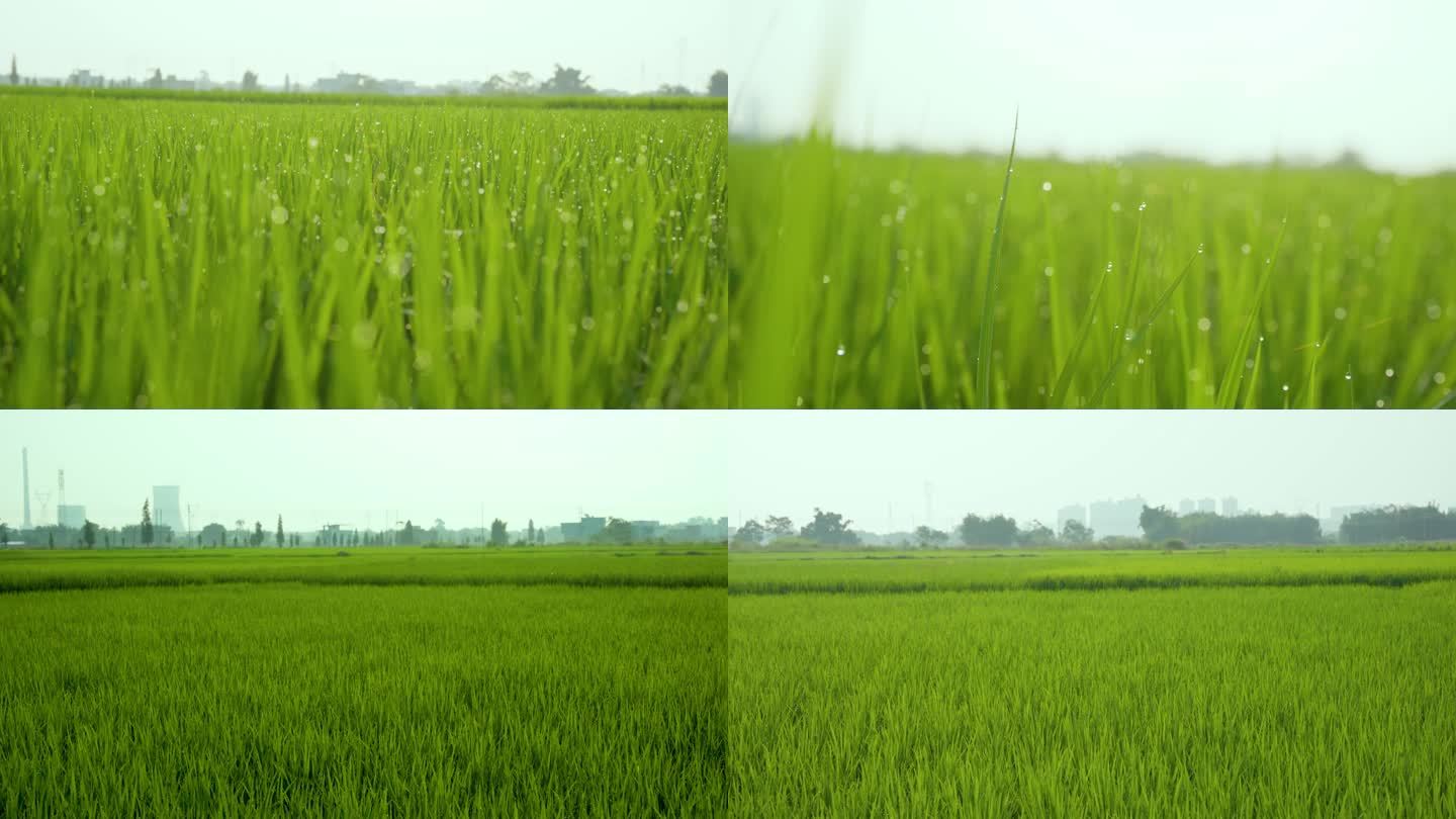 茁壮成长的水稻秧苗露珠尖尖头