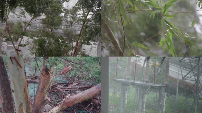 原创实拍台风天狂风暴雨