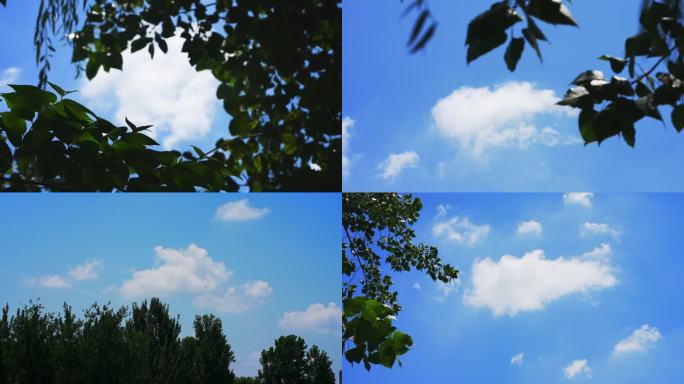 夏日天空蓝天白云绿叶盛夏酷夏云朵晴朗天气