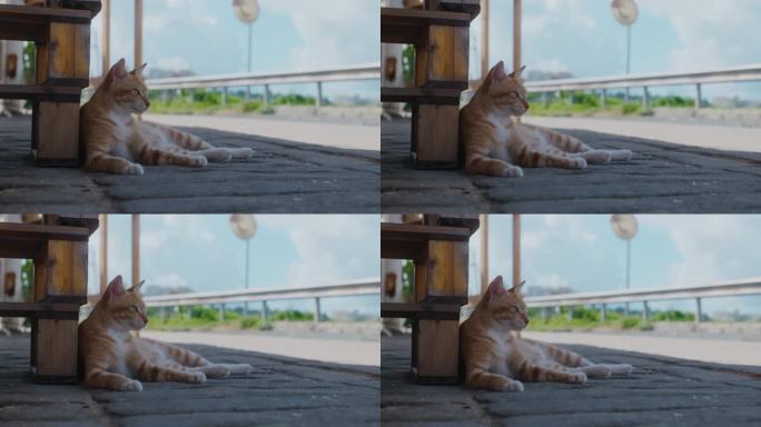 悠闲生活的猫4k视频素材