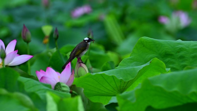 荷田小鸟