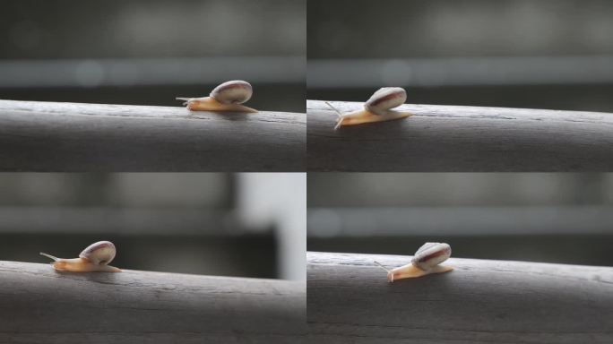 蜗牛03