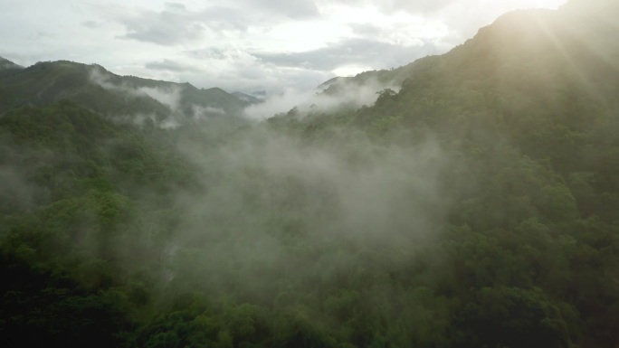 郁郁葱葱的绿色雨林山鸟瞰图