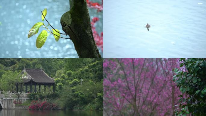 重庆 园博园 桃花 紫荆 春天花开