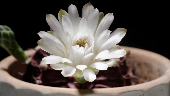 延时镜头的白色仙人掌花生长开花从芽到盛开，然后回到芽孤立的黑色背景，4k侧视图视频，近距离b卷拍摄。