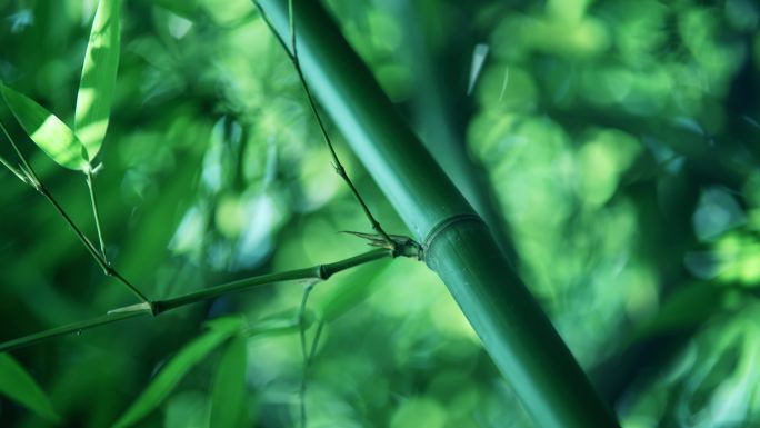 竹 竹子 竹叶 绿竹 唯美绿色 意境禅意