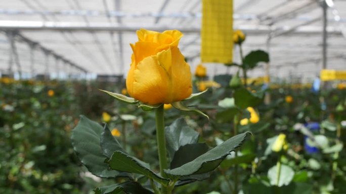 温室里一朵半张开的黄玫瑰花蕾和许多黄玫瑰一起生长的特写。把黄玫瑰放在高腿上作为送给女人的礼物。花卉经