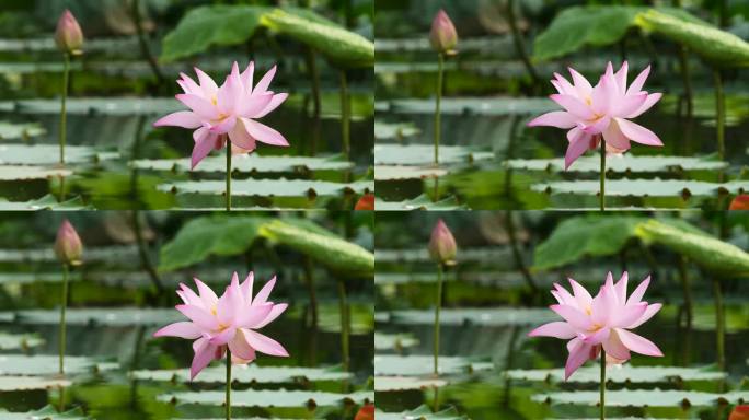 美丽的荷花随风摇曳，池塘倒影，粉红色的花以绿叶和花蕾为背景，近距离观看，4k慢动作镜头。