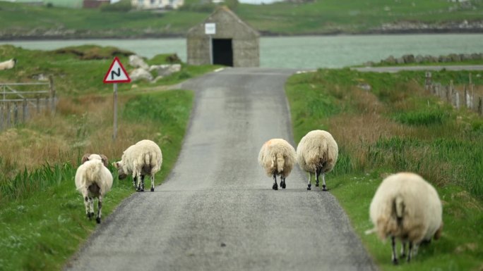 走在路上的羊乡村风景牧羊体验动物迁徙