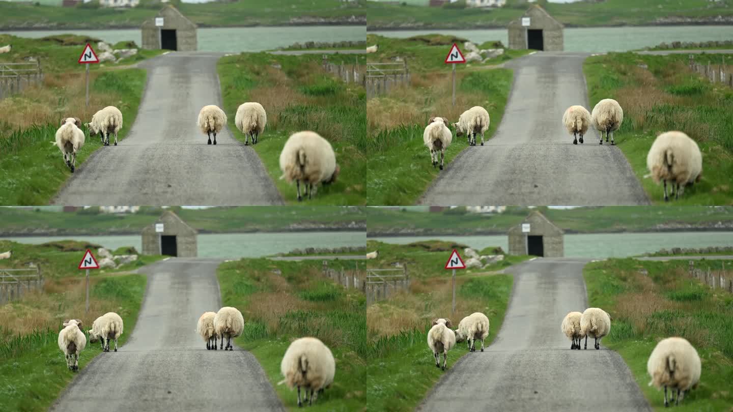 走在路上的羊乡村风景牧羊体验动物迁徙