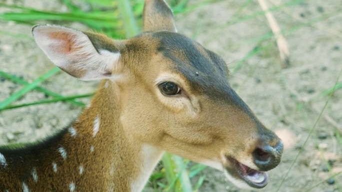 在一个阳光明媚的日子里，一只斑点鹿在泰国普吉岛的丛林中近距离进食