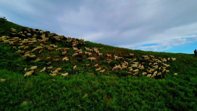 羊群 放羊 羊群吃草 北方群羊 山顶放羊