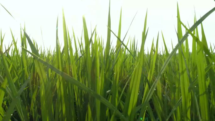 茁壮成长的水稻秧苗