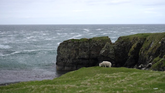 羔羊在葱郁的草地上吃草，身后是悬崖和大海。