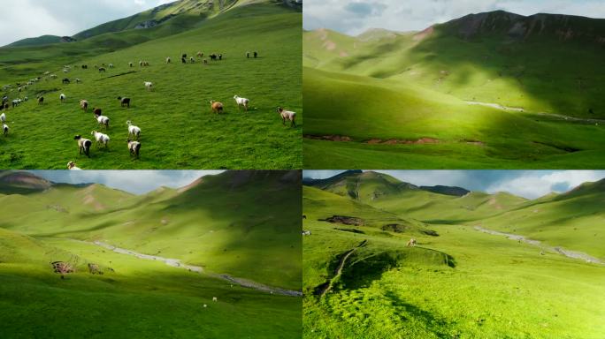 山坡上吃草的羊群4k航拍