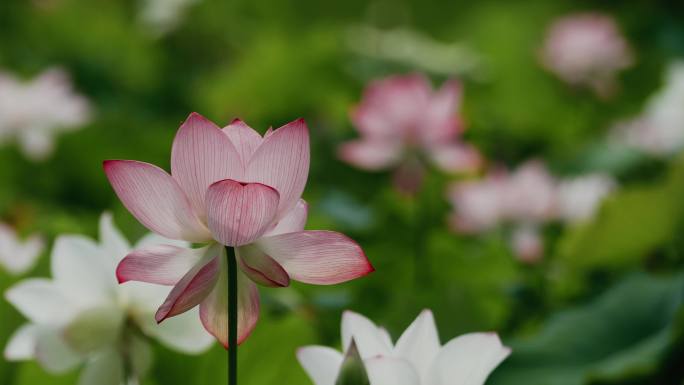 4K夏季荷花蜻蜓延时