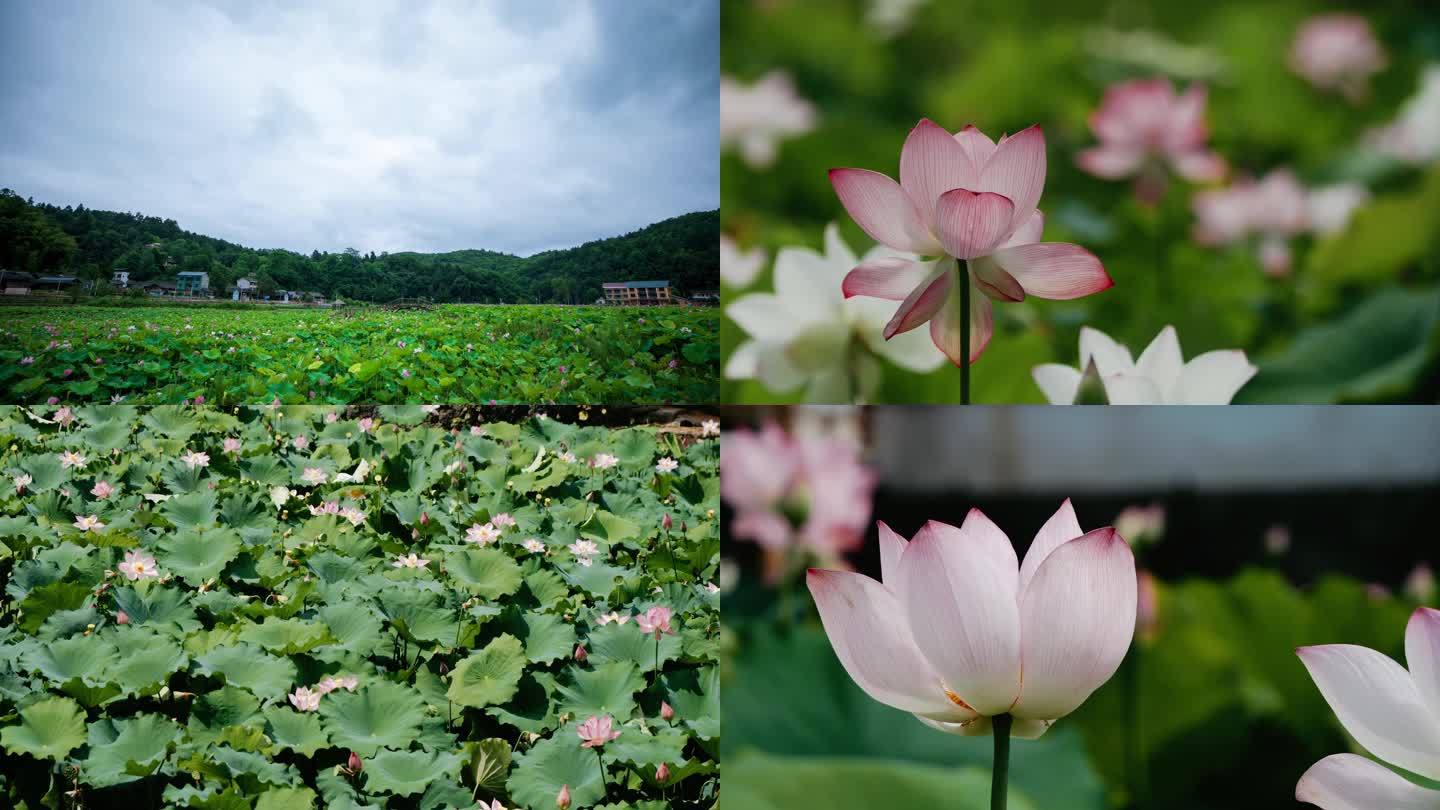 4K夏季荷花蜻蜓延时