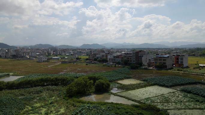 广西宾阳县荷花田航拍