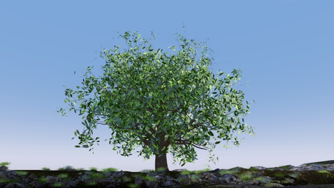 小树树生长长大延时大树春天绿色开场动画