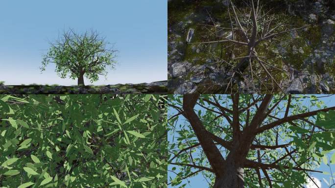 小树树生长长大延时大树春天绿色开场动画