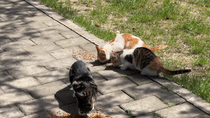 4K原创 三只猫咪在吃猫粮