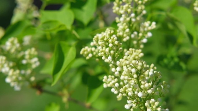 美丽的丁香花选择性聚焦。白色的丁香花蕾带着迷离的绿叶。春天开花。盛开的丁香丛，娇嫩的小花。灌木上的丁