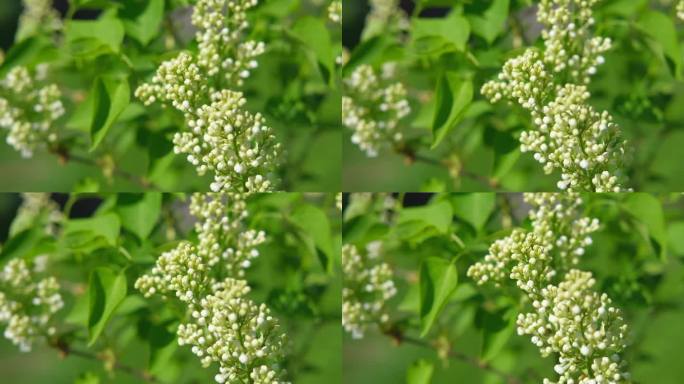 美丽的丁香花选择性聚焦。白色的丁香花蕾带着迷离的绿叶。春天开花。盛开的丁香丛，娇嫩的小花。灌木上的丁