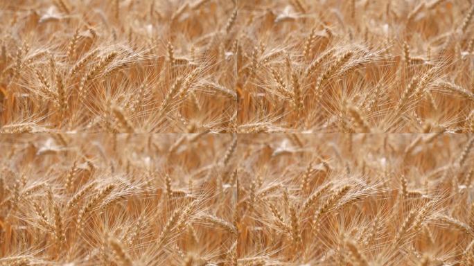 大丰收金色的麦浪