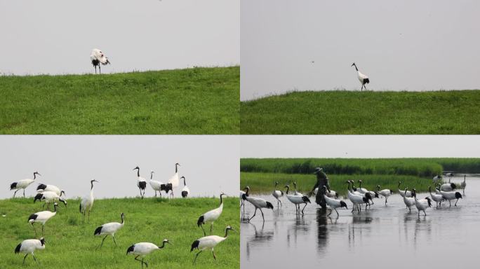 齐齐哈尔扎龙湿地自然保护区中的丹顶鹤